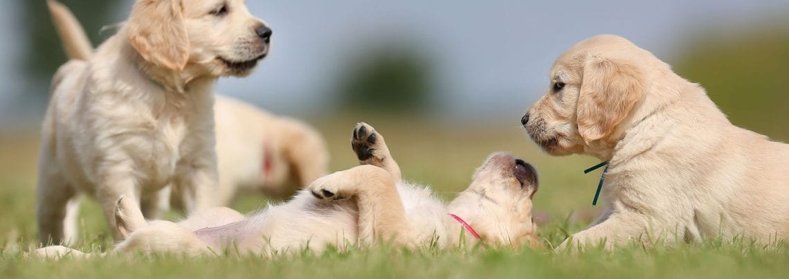 Three puppies playing in the grass.