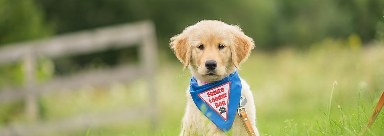 A golden retriever puppy wearing a blue bandanna that says Future Leader Dog