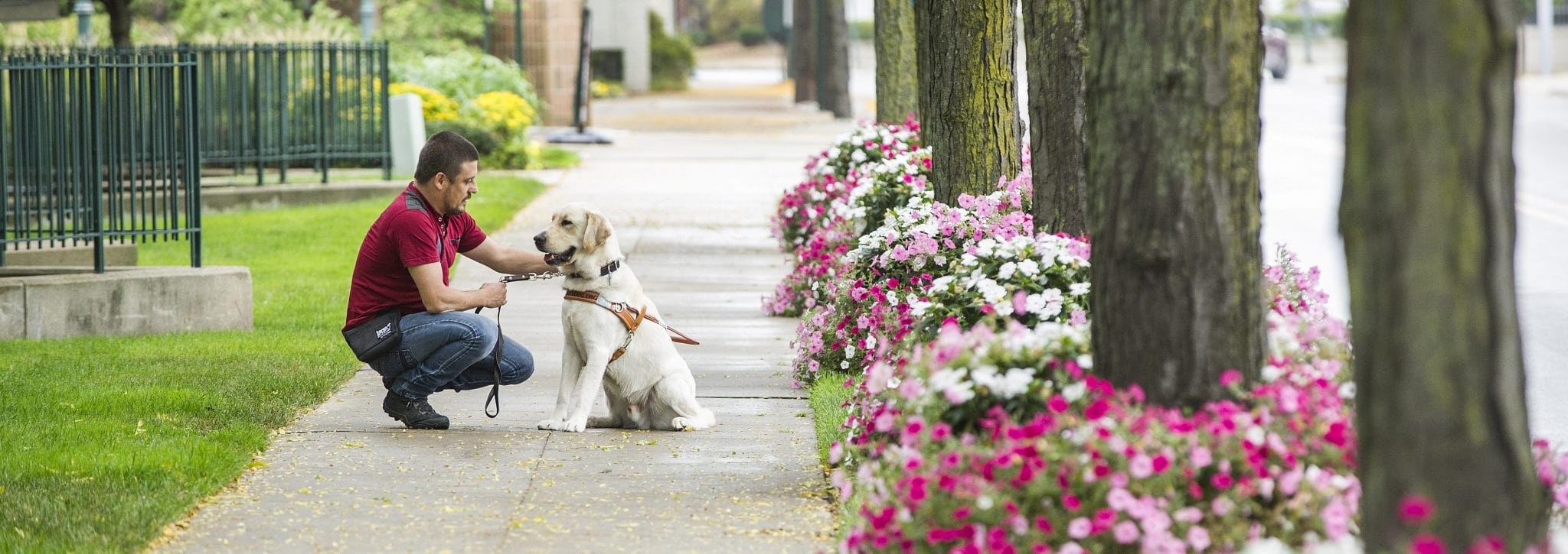 Photo of a man crouching on a sidewalk facing sideways to the camera. In one hand he is holding the leash of a yellow Labrador in leather Leader Dog harness. With the other hand he pets the dog. The dog is sitting and facing him.