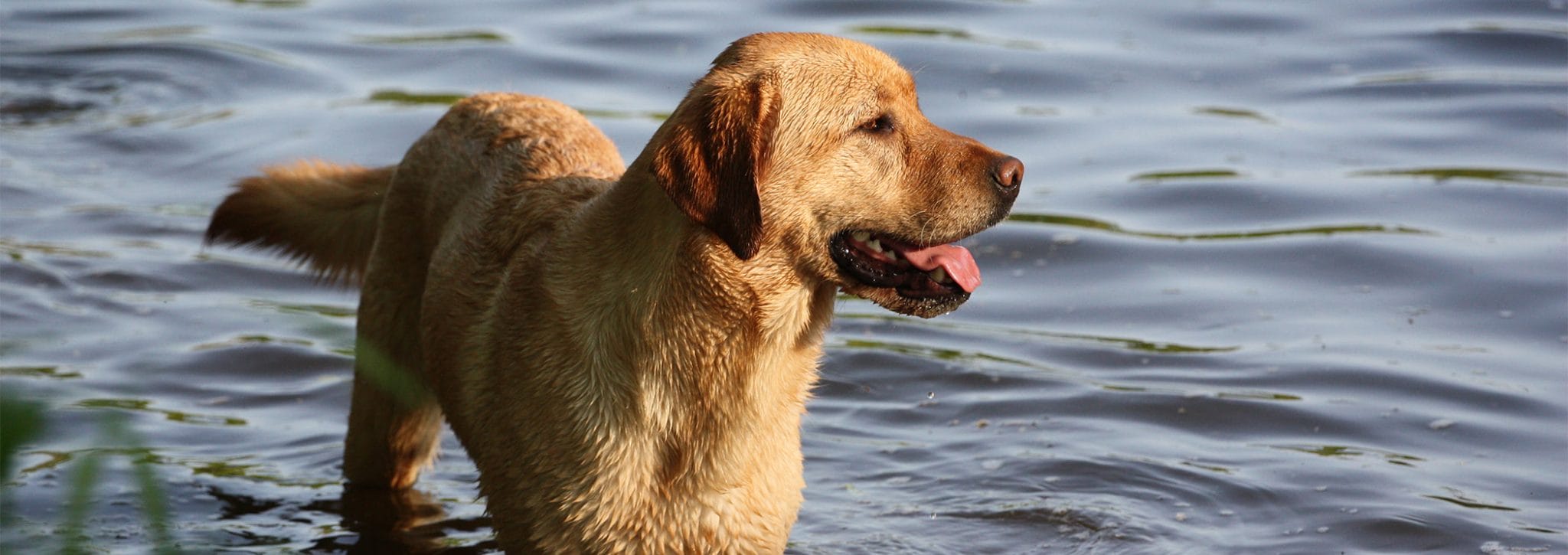 Yellow Labrador stands in water coming up to his knees.