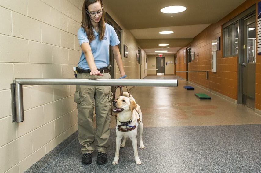 A woman wearing a blue Leader Dog polo and khaki pants shows a yellow lab a waist-high obstacle in a hallway