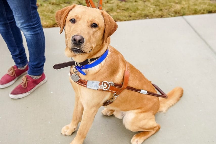 A yellow lab wearing Leader Dog harness sits on a sidewalk looking at the camera. A person whose legs and feet are visible stands behind the dog holding the leash