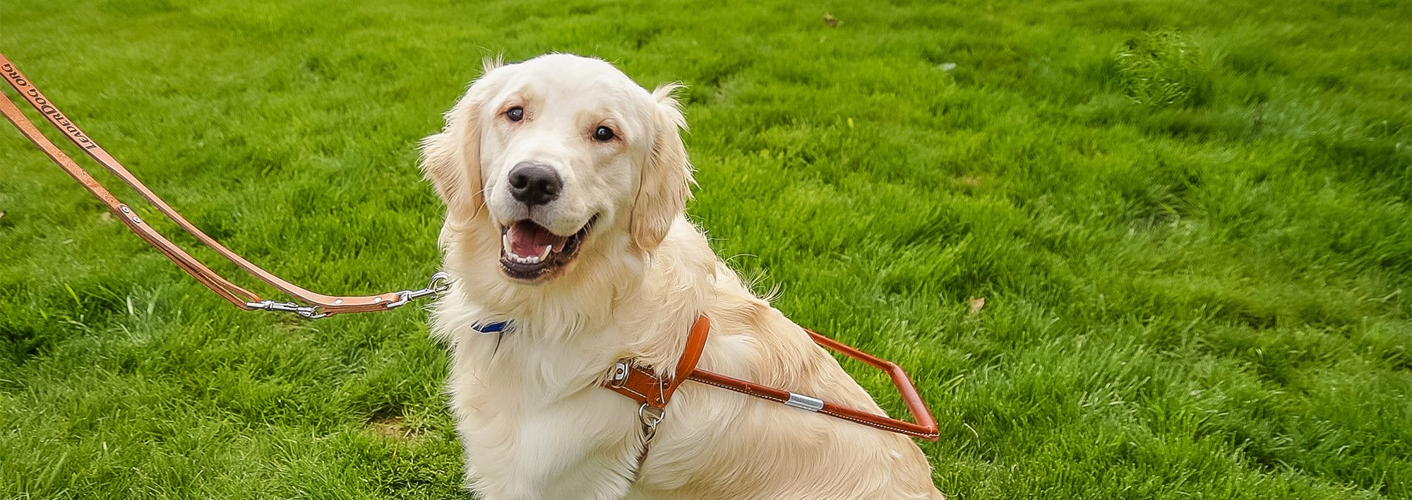 Guide dogs for the blind harness best sale