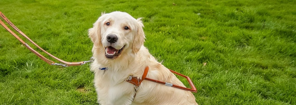 A golden retriever wearing a Leader Dog harness sits on grass looking at the camera. Out of the frame, someone holds the dog's leash