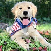 A young golden retriever puppy wearing a blue Future Leader Dog bandanna looks at the camera with tongue slightly out as if smiling
