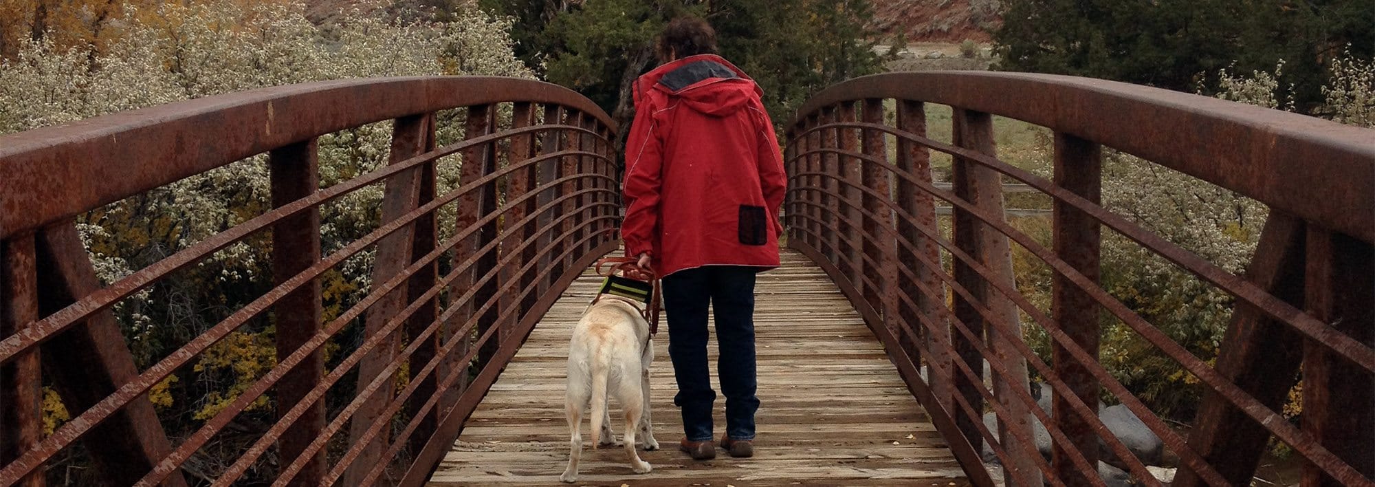 A woman wearing a red coat walks away from the camera with a yellow lab in harness across a wooden bridge on a fall day
