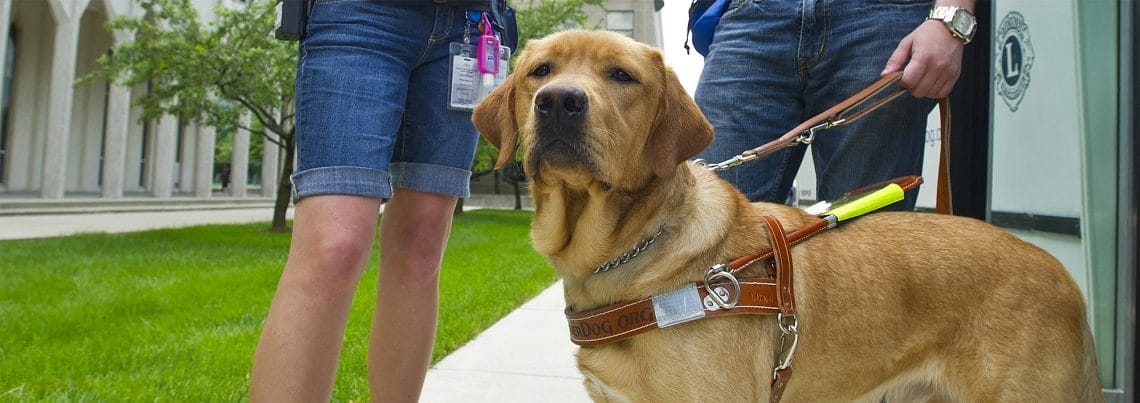 Two people's legs are visible behind a yellow lab in harness looking at the camera. The dog and people are standing outside on a sidewalk