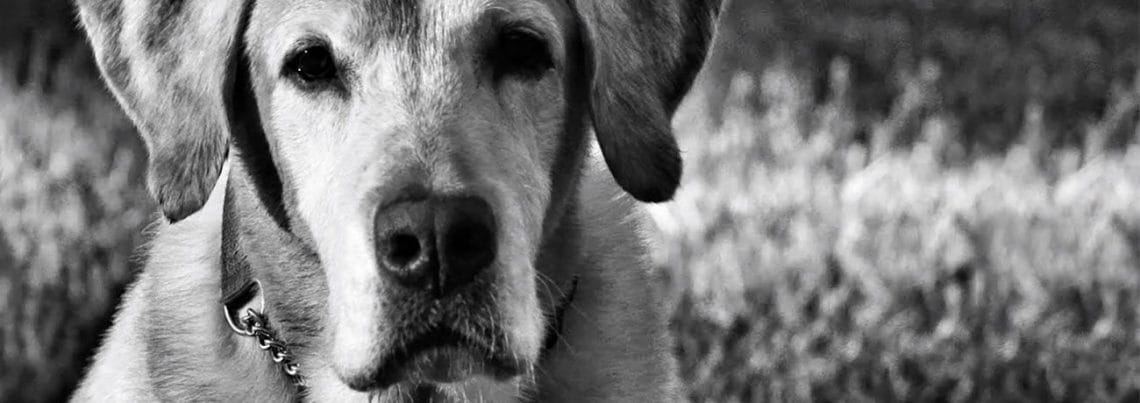 Black and white close-up photo of an elderly yellow lab outdoors