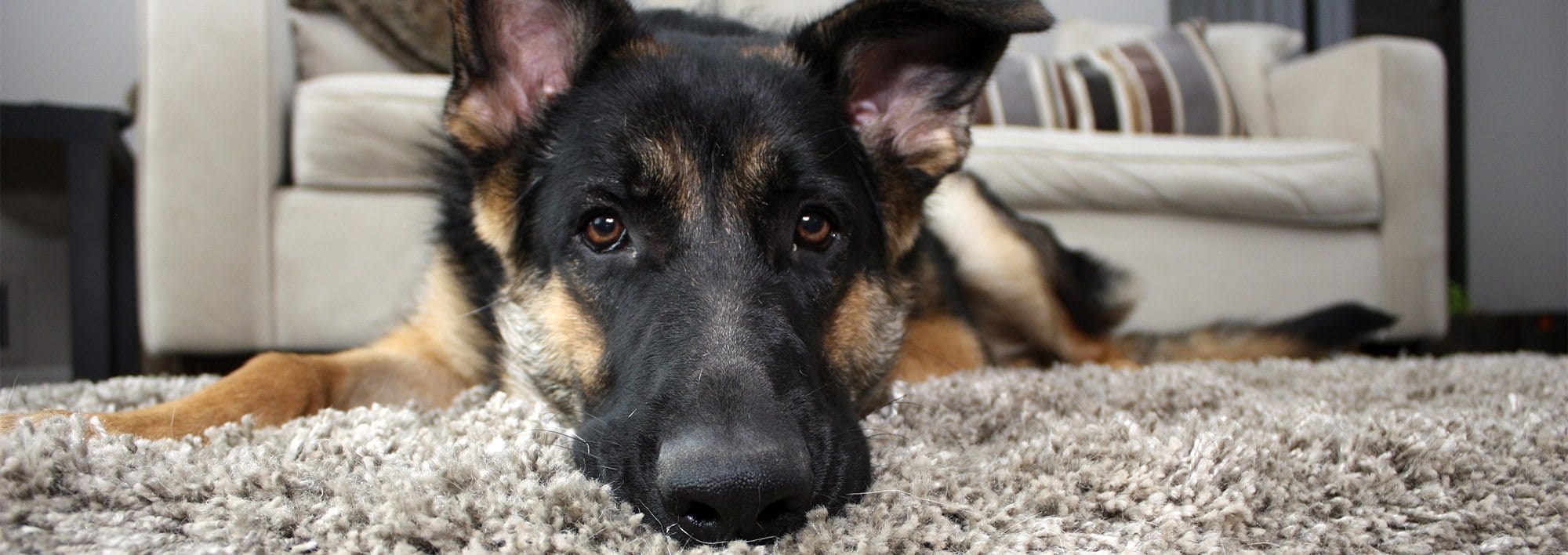 A German shepherd lies on a beige rug with a cream colored couch in the background
