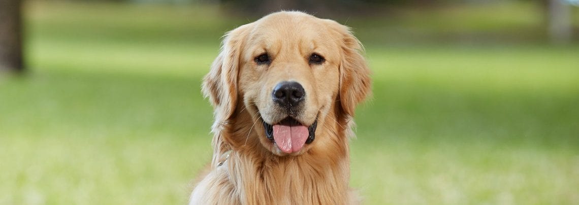 A golden retriever with his tongue hanging out a little bit looks directly at the camera. Behind him is a blurry field of grass and trees