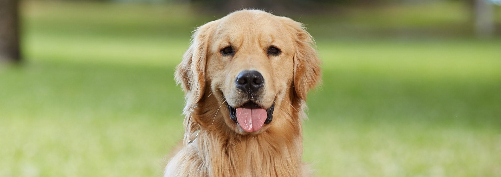 A golden retriever with his tongue hanging out a little bit looks directly at the camera. Behind him is a blurry field of grass and trees