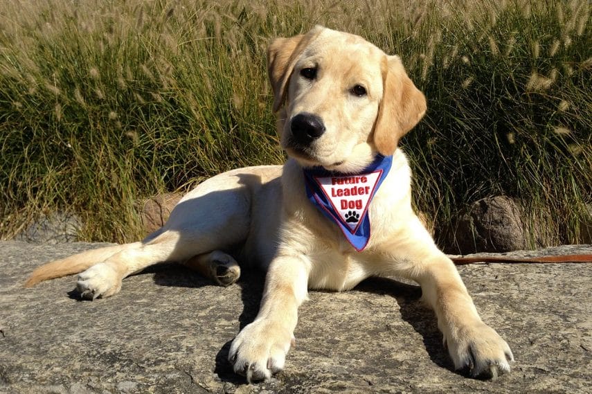 An adolescent yellow lab and golden retriever cross lies outside on a large, flat rock. He is tilting his head at the camera and wearing his Future Leader Dog bandanna