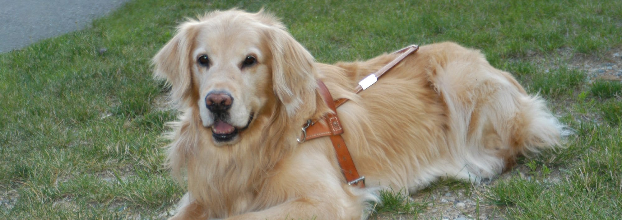 A golden retriever that has white fur on its face, showing its age, lies on grass while wearing a Leader Dog harness