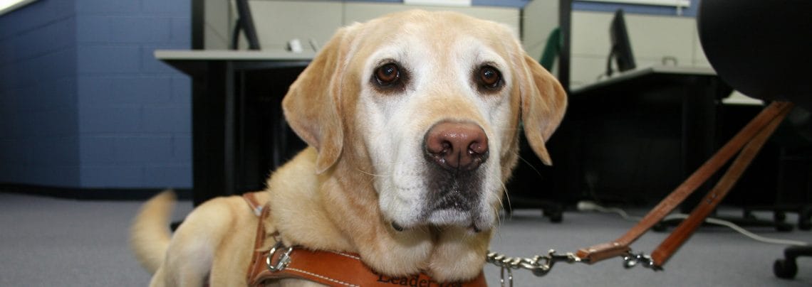 An older yellow lab with white fur on its face lies on the floor of an office while wearing a Leader Dog harness