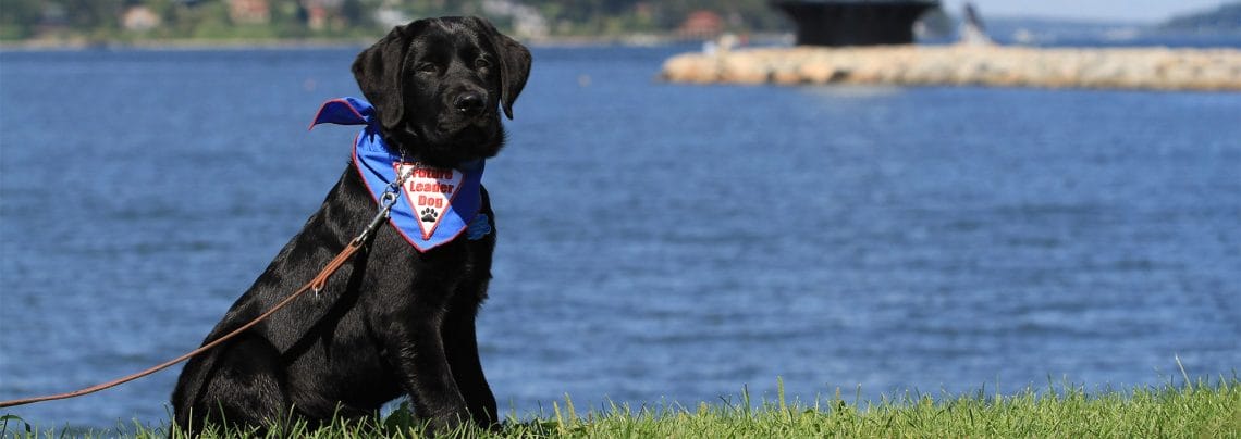 A black lab puppy sits in front of a body of water on a sunny day. She is looking at the camera and wearing a Future Leader Dog bandanna