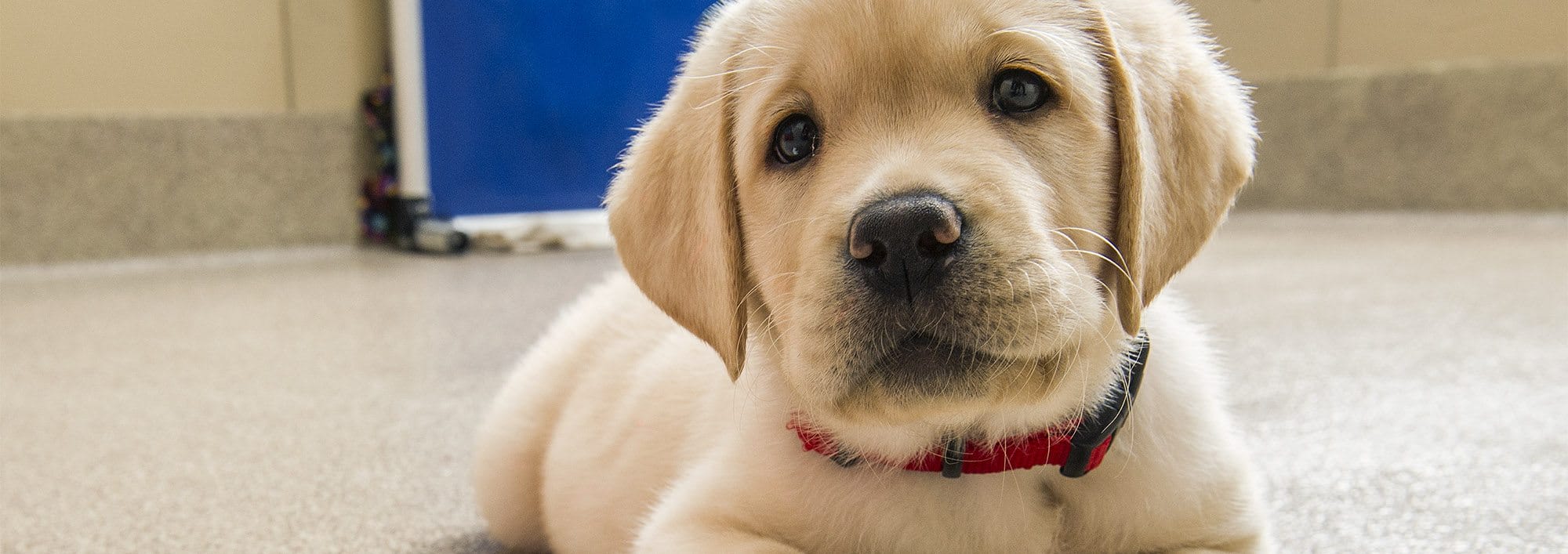 A yellow lab puppy lies on a floor with its face close to the camera