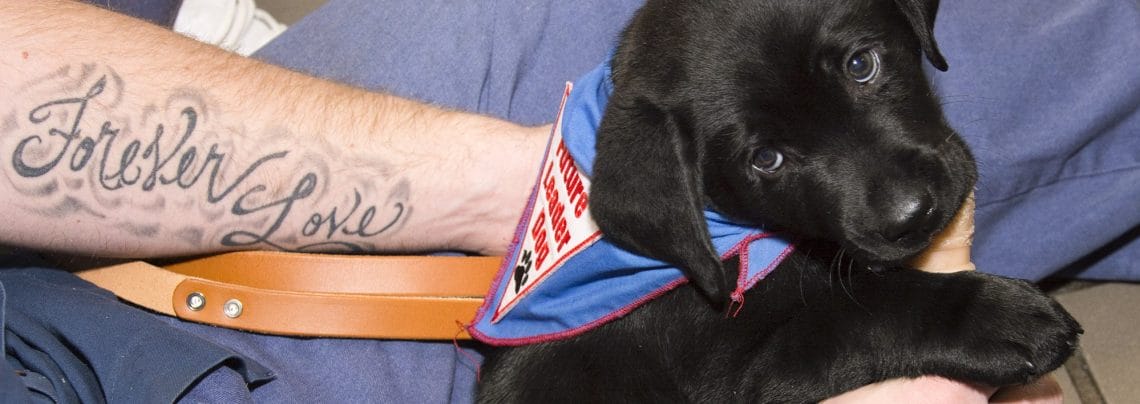 Close up photo of a young black lab puppy in Future Leader Dog bandanna sitting in a man's hands on the floor. The man's left arm is visible and it tattooed with the words Forever Love