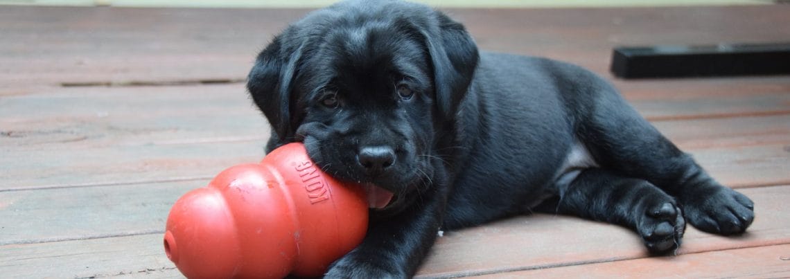 A black Labrador puppy lays on a wooden floor chewing on a red Kong wobbler toy