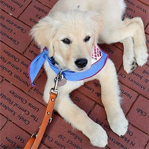 A golden retriever puppy wearing a blue Future Leader Dog bandanna lies on top of a number of inscribed bricks on the ground