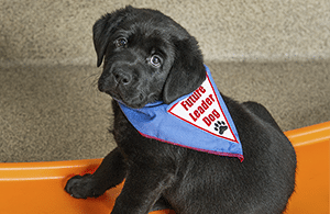 A young black lab puppy wearing a blue Future Leader Dog bandanna sits on an orange slide, looking at the camera