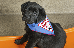 sponsor puppy black lab sponsor puppy black lab