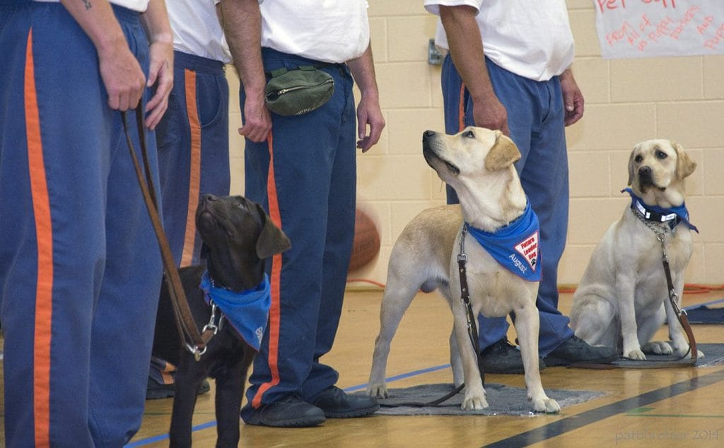 A black lab and two yellow labs wearing blue Future Leader Dog bandannas stand or sit, looking up at their handlers, who are only visible from the waist down. The handlers are wearing blue pants with an orange stripe down the side, indicating they are inmates