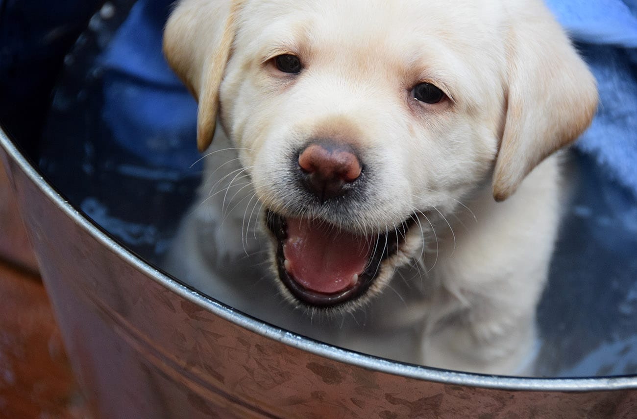 A young yellow Labrador puppy sits in a metal bucket with its mouth open as though smiling