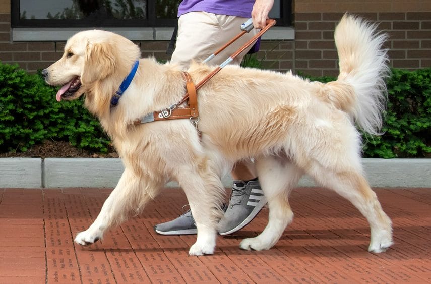 A golden retriever in leather Leader Dog harness walks on inscribed bricks on a sunny day. A person is walking next to the dog and is only visible from the waist down