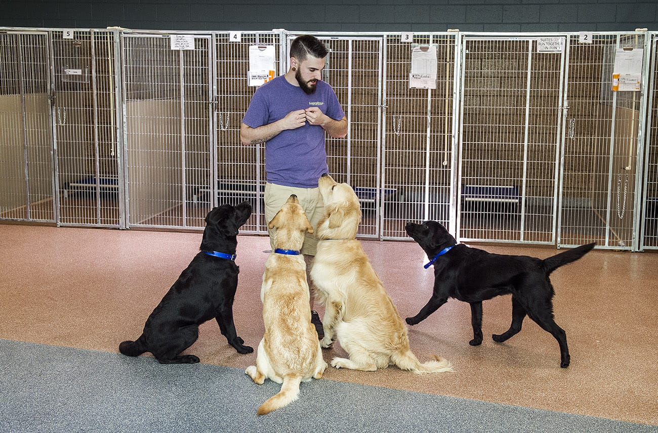 A man stands in a large open space with tall dog kennels visible behind him. In front of him sit three dogs, one black lab and two golden retrievers, looking up at the man. Another black lab walks toward the group