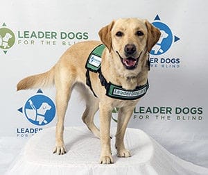 A yellow Labrador stands looking directly at the camera, wearing a green vest with the Leader Dog logo and website on it. She is standing in front of a white background with the Leader Dog logo repeated in green and blue