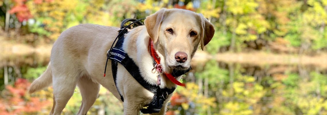 A yellow Labrador stands outdoors on a sunny fall day. She is wearing canine search and rescue equipment and the side of her harness says "SEARCH AND RESCUE"