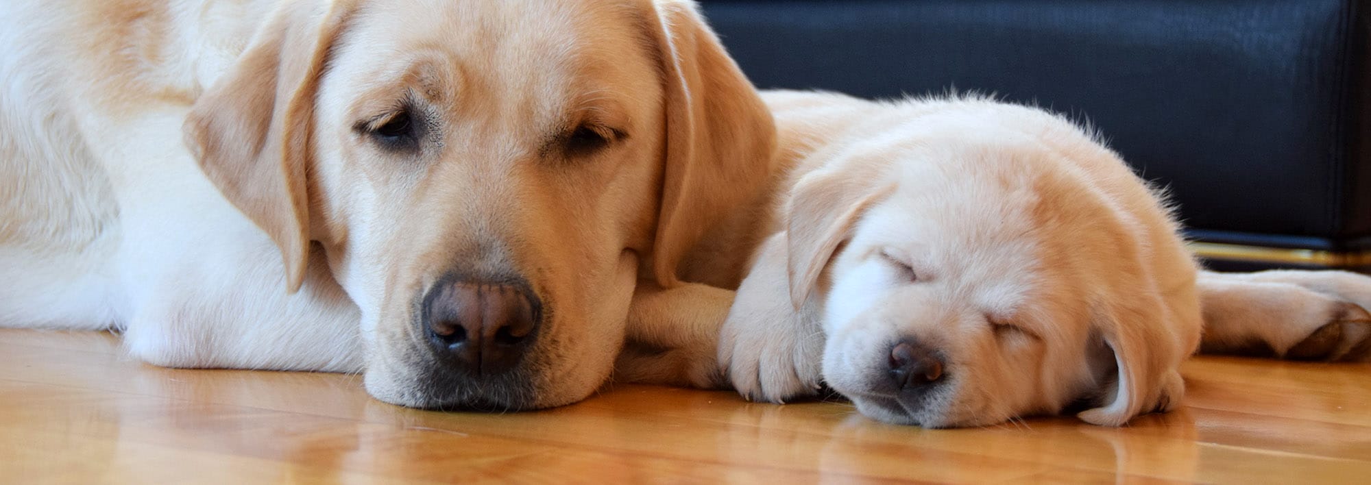 A yellow Labrador rests on a shiny wood floor with a young yellow Labrador puppy sleeping next to her