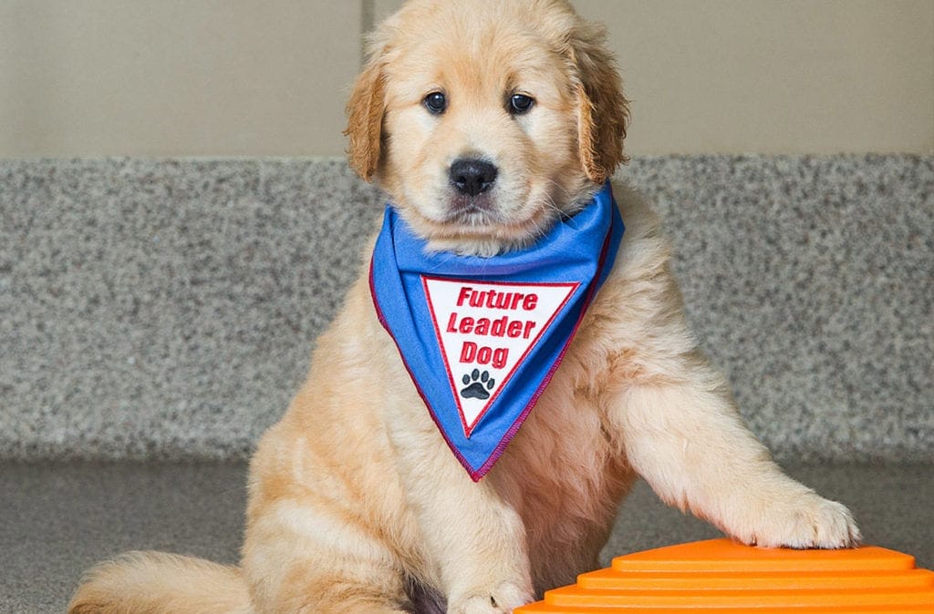 A golden retriever puppy wearing a blue Future Leader Dog bandanna sits with one paw on an orange dog toy