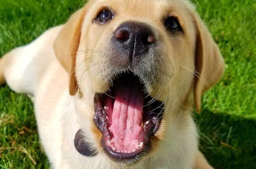 A young yellow lab puppy lies in grass with its mouth wide open while looking at the camera. Its small, white teeth are visible