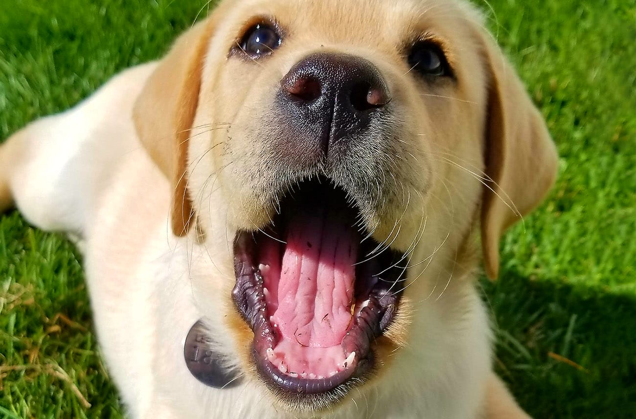 Lab puppy biting hot sale out of control