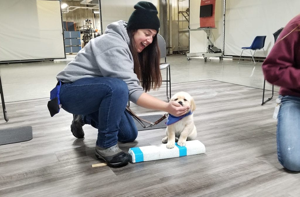 A young woman in jeans and a hoodie kneels beside a small yellow lab puppy wearing a blue badanna. The woman is smiling and feeding the puppy a treat