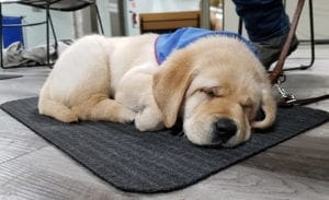 A young yellow lab puppy wearing a blue bandanna sleeps on a gray mat near someone's feet