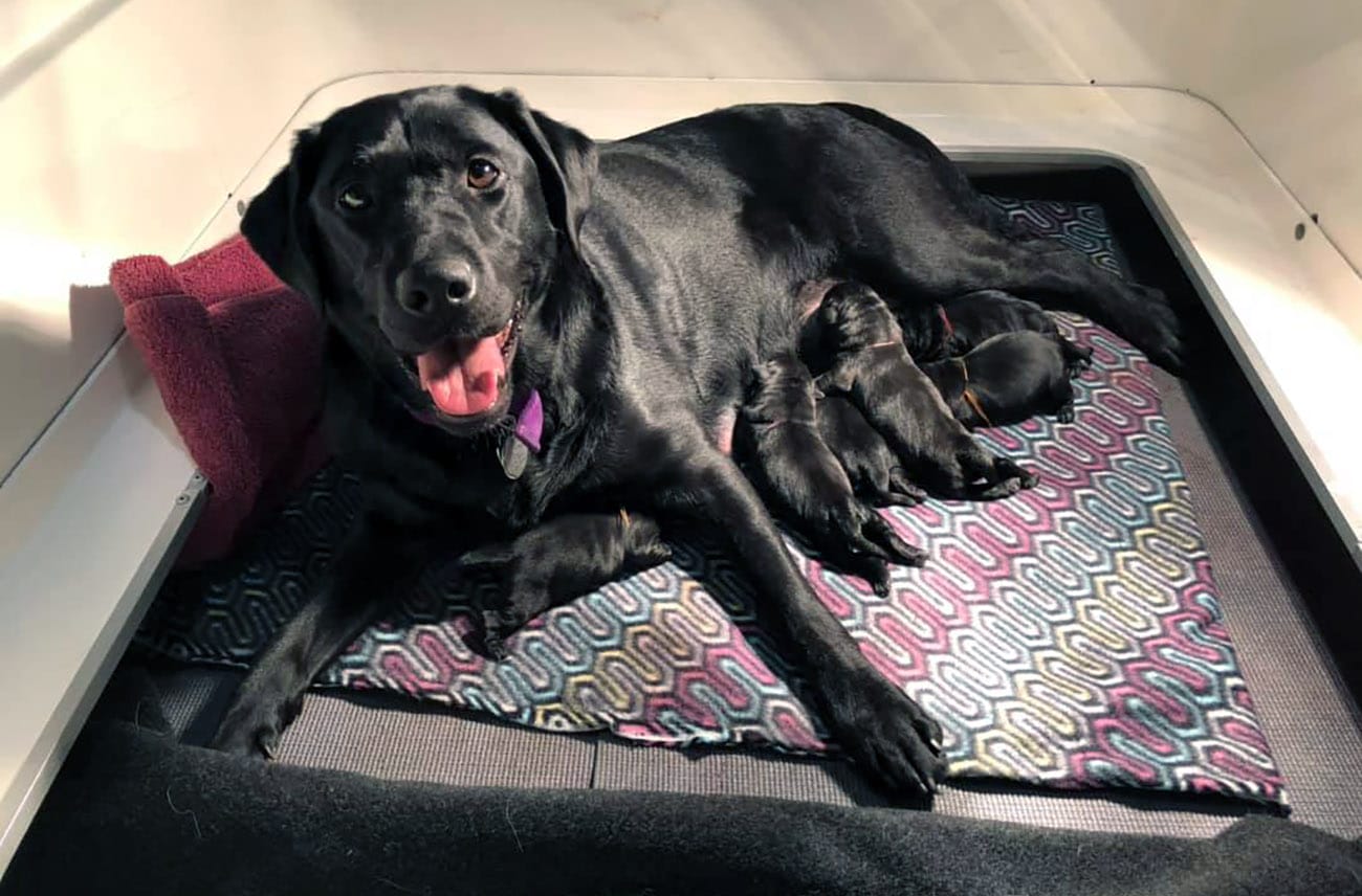 Newborn black hot sale lab