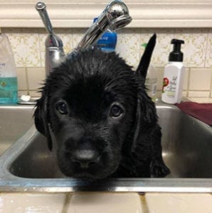 A very young black lab puppy sits in a sink. It is all wet and looking at the camera