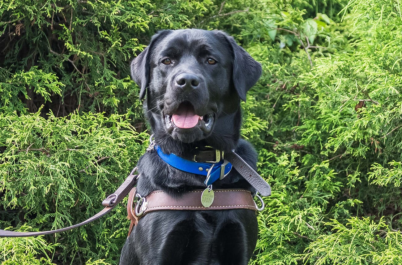 A black Labrador in leather Leader Dog harness sits in front a bush . His mouth is slightly open and he is looking forward