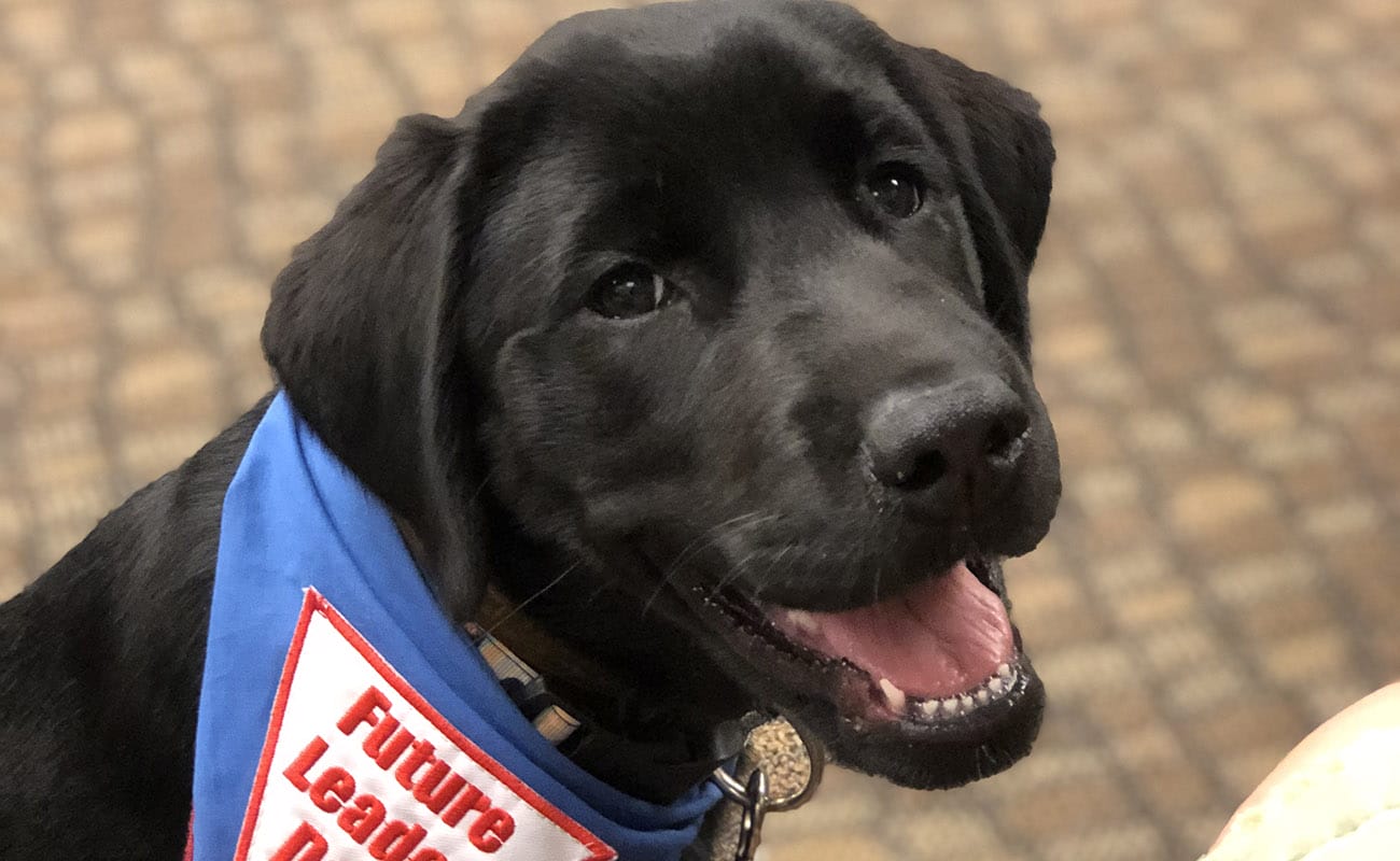 Raising a best sale black lab