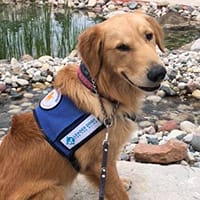 A golden retriever sits, looking at the camera in front of a pond and wearing her blue Future Leader Dog vest
