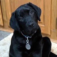 A young black lab puppy looks up toward the camera