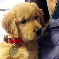 A very young golden retriever puppy looks off to the side as she's being held by someone out of frame