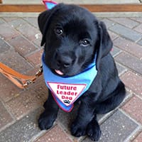 A very young black lab puppy in his blue bandanna sits on a brick surface looking up at the camera