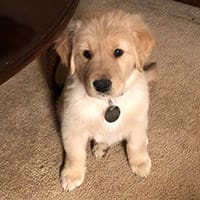 Luternow A very young golden retriever puppy sits on a carpeted floor, looking up