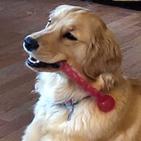 A golden retriever holds a red plastic chew toy in her mouth, making it appear that she's smiling