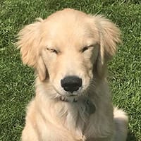 A young golden retriever has both its eyes closed as though squinting in the sun