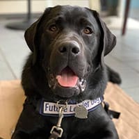 A black lab wearing his blue Future Leader Dog vest looks straight at the camera. He is lying on a tan mat