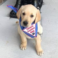 A young yellow lab puppy sits on a sidewalk in his blue bandanna, looking up